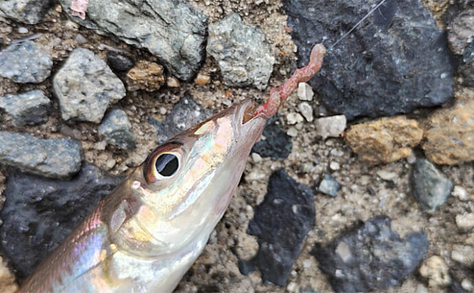 「初心者がついついやりがち？」キス釣りで釣果を出すために【やってはいけないこと5選】