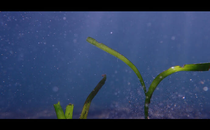 魚の動きを阻む海の中の【見えない壁】とは？　広大な海を自由に冒険できないワケ