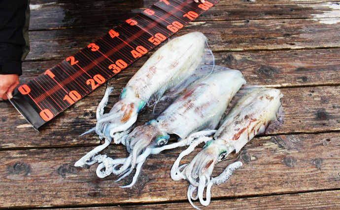 「2.2kg頭に春アオリイカ3杯！」オリムピック新作エギングロッドで攻略【三重・志摩】