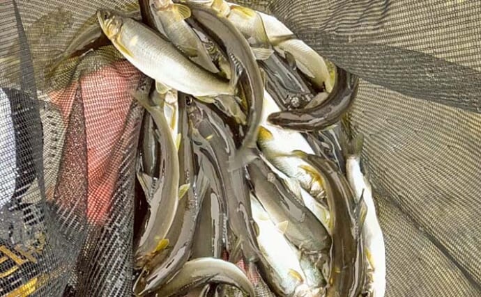 荒川のトモ釣りで2日合計76尾のアユを手中【埼玉】放流の群れを狙い撃ち