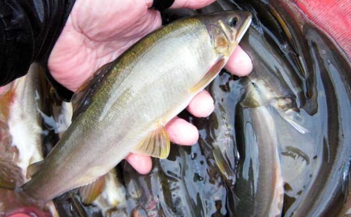 「多彩なポイントと大型放流が魅力！」2025年鮎（アユ）釣りおすすめ河川：飛騨川漁協管内