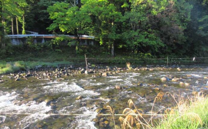 「漁協の手厚いサポートが魅力！」2025年鮎（アユ）釣りおすすめ河川：秋川