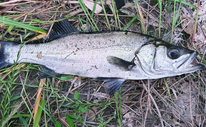 千葉の都市河川で50cmヒラスズキをキャッチ！【村田川】排水溝狙い撃ちにヒット