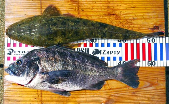 マイボートルアー釣行で50cm超えマゴチ2本をキャッチ【兵庫】想定外の良型チヌも顔出し