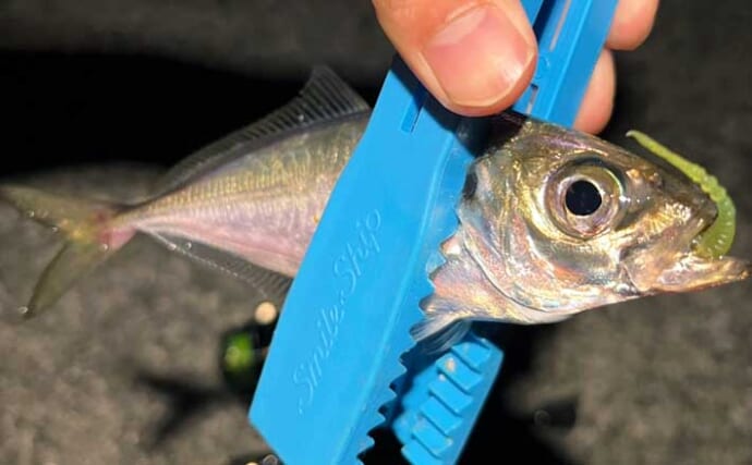 夜の大阪湾ライトゲーム釣行でアジもメバルも複数キャッチ成功　いずれもジグ単リグにヒット