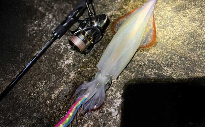伊豆諸島『新島』へ弾丸遠征フィッシング！ アカイカ（ケンサキ）にアカハタが連発