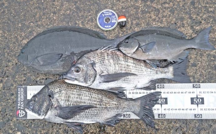 西川名港のウキフカセ釣りでメジナ38cm＆クロダイ40cm手中【千葉】雨後の朝マヅメに好機到来