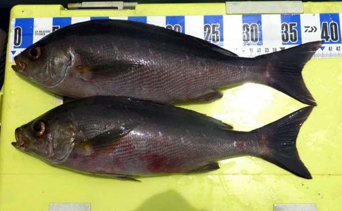 南伊勢沖のイサキ釣りで40cm級含め数釣り成功【三重】御座沖ではマダイ50cmもキャッチ