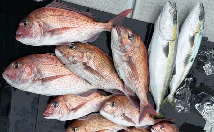 【沖釣り釣果速報】完全フカセ＆タイラバでマダイ好調！ジギングではヒラマサ・ブリが続々（福井）