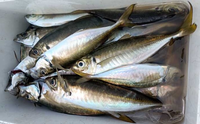 走水沖のビシアジ釣りで30〜40cm級連発【神奈川】アタリ活発でトップ96尾