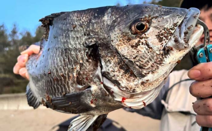 BBQしながらのブッコミ釣りで45cmチヌ登場！【福井】アオイソメエサにヒット
