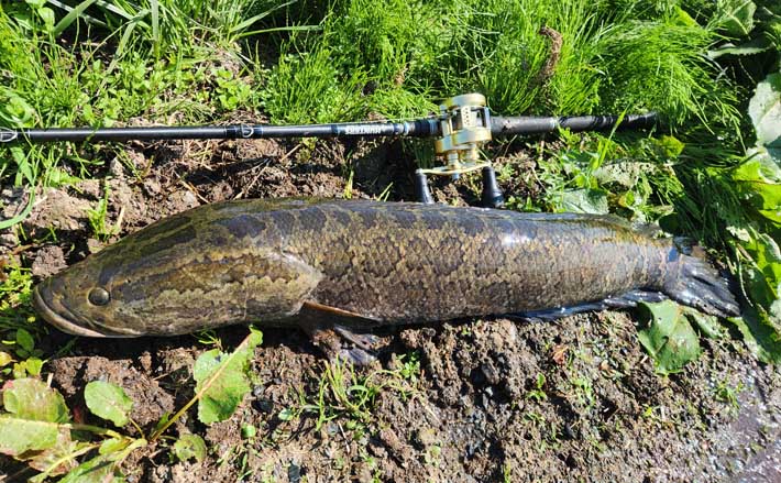 用水路で83cmライギョに65cmナマズをキャッチ【山形】フロッグルアーに