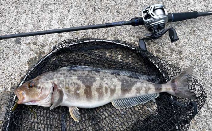 「40cm超えのゴッツいホッケが連発！」漁港ロックゲームで入れ掛かりに【北海道】