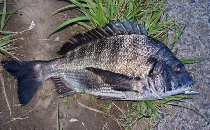 養老川シーバスゲームで本命不発も40cm級クロダイ【千葉】アタリは多く今後に期待