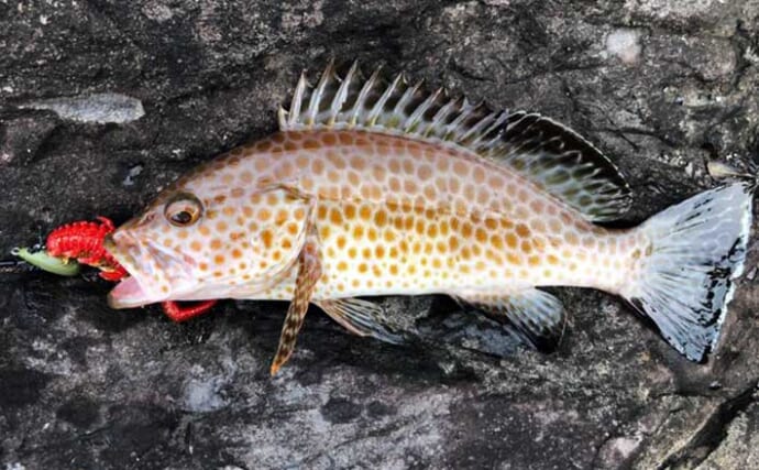 「地元で釣れない魚を釣りたい！」高知遠征ロックフィッシュゲームで念願のオオモンハタとアカハタと対面