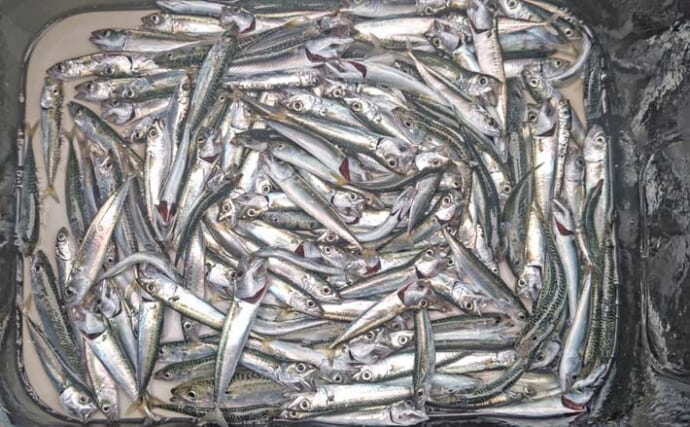 相浜港のサビキ釣りで小サバ＆イワシ合計50尾キャッチ【千葉】ごま漬け＆竜田揚げで美味しく調理