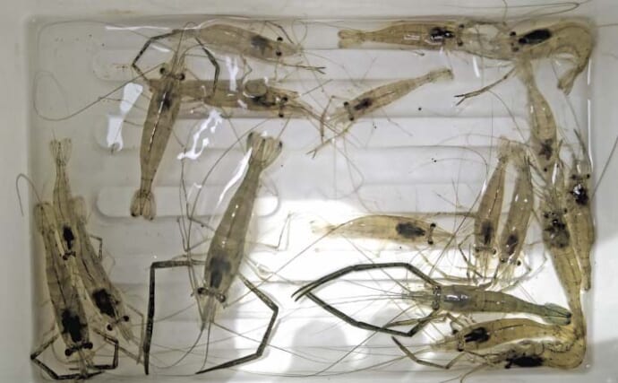 旧江戸川のテナガエビ釣りで良型交じり19尾キャッチ【千葉】流れを読んだポイント選びが奏功