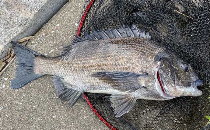 養老川河口の前打ち（落とし込み）釣りでクロダイ連発！【千葉】濁りが効いてツ抜け達成