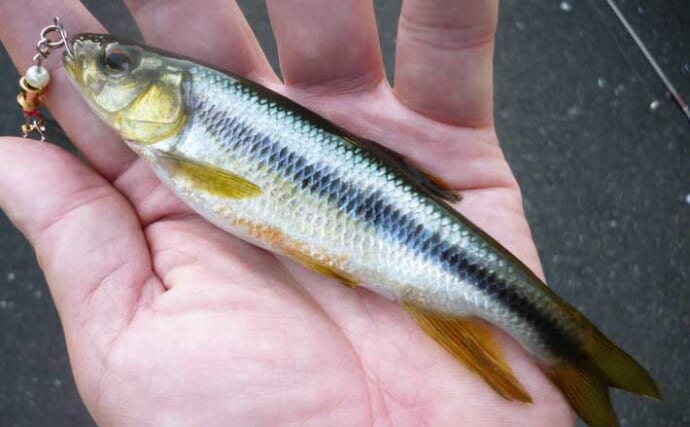 「ルアーでカワムツを狙う！」新感覚の川釣りスタイル『チャビング』を徹底解説