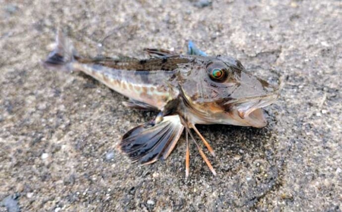 「ゲストを避けてキスを釣りたい！」本命のヒット率を上げるためのエサ＆誘い方を解説