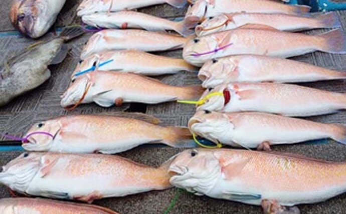 関西エリアの【船釣り特選釣果】アマラバでシロアマダイ45cm頭に船中50匹の大爆釣！
