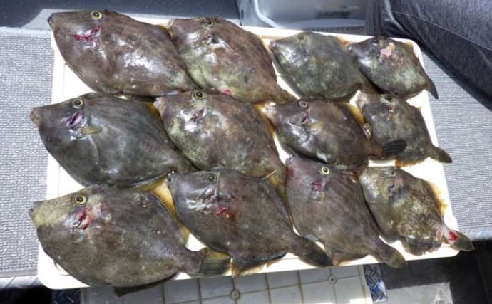 【沖釣り釣果速報】伊良湖沖のカワハギ便で肉厚ジャンボサイズが爆釣！（愛知）