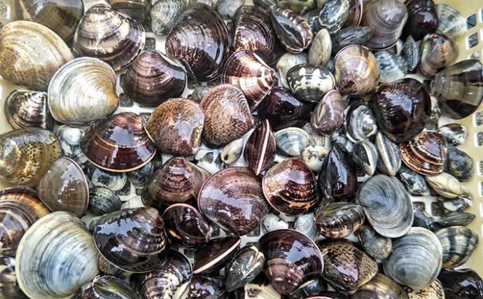 「無料で楽しめる！」江戸川放水路の潮干狩りでアサリ54個＆ハマグリ47個を確保【千葉】