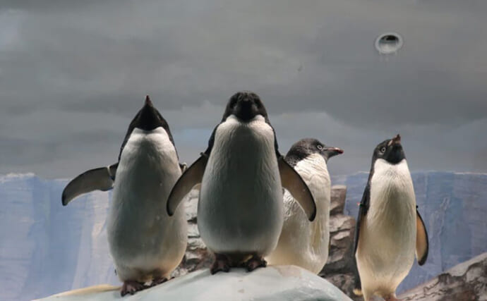 「仲間を海に落として天敵に襲われるか観察？」アデリーペンギンの過酷な習性