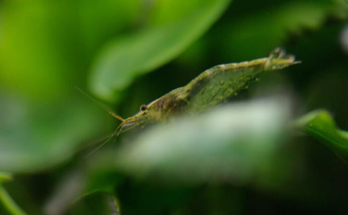 「100年ぶりに発見！」滋賀で見つかった【本物の】ミナミヌマエビとは？