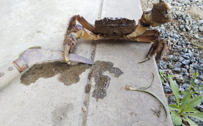 「挟む・噛む・刺す」一番痛いのはどれ？　水辺の生き物たちの攻撃を受けてみた