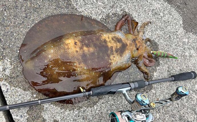 志摩のエギング釣行で1.2kgアオリイカ手中【三重】夕マヅメの時合いを攻略