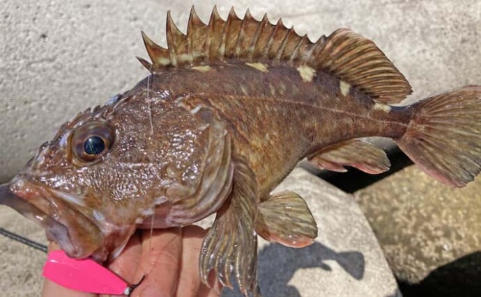 千代崎消波ブロック帯の穴釣りで27cm頭に良型カサゴ連発【三重】濁りとカニパターンが奏功