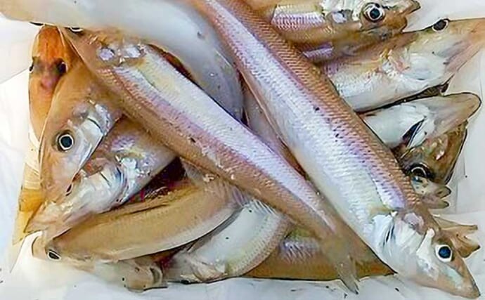 釣川河口の投げ釣りで良型キス22cm頭に40尾【福岡】3本バリで数・型ともに満足