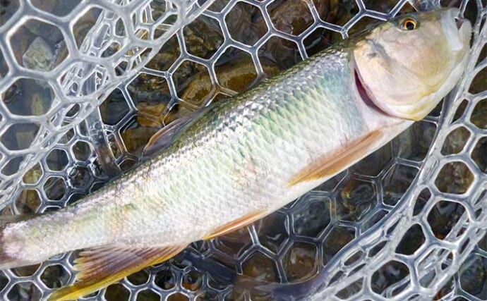 ハスゲーム釣行で本命とニゴイを手中【滋賀】琵琶湖を走り回ったランガンが奏功