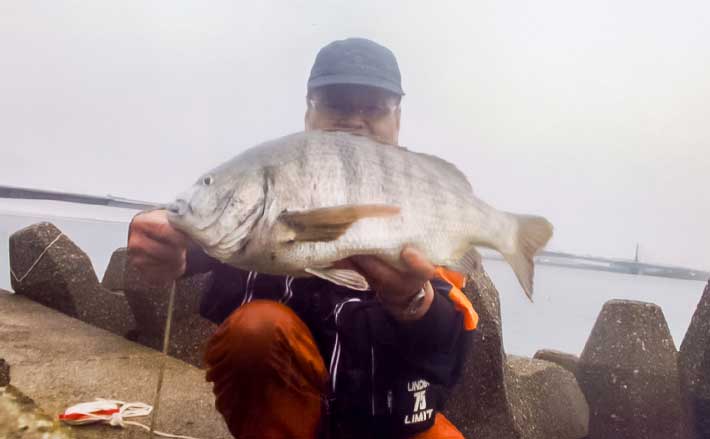 51cm年無しクロダイ浮上！」濁り潮を味方に前打ち釣りで激闘を制す