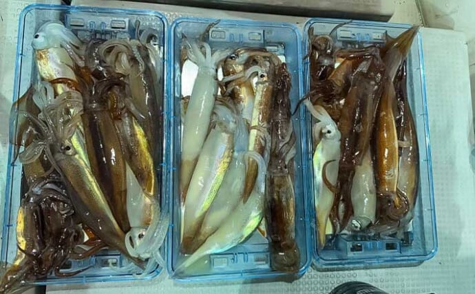 敦賀沖のイカメタルゲームでスルメイカ29匹をキャッチ！【福井】オモリグ併用でヒット連発