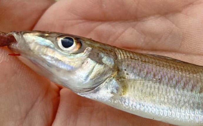 千代崎海岸の投げ釣りでキスにカレイを手中【三重】水温上がれば群れ回遊に期待