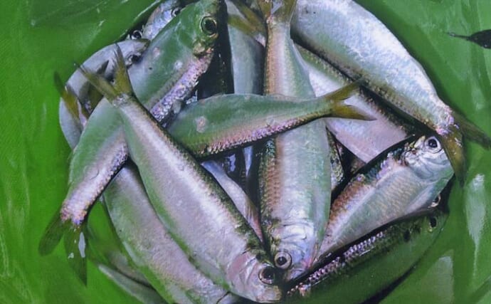 白子漁港のサビキ釣りでサッパ33匹をゲット！【三重】アミエビなしでもヒット連発