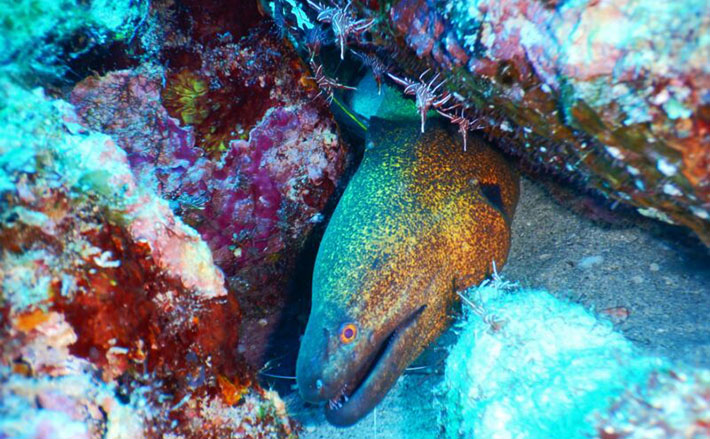 ウツボ 危険地帯で働く『アカシマシラヒゲエビ』 ウツボに食べられない驚きの