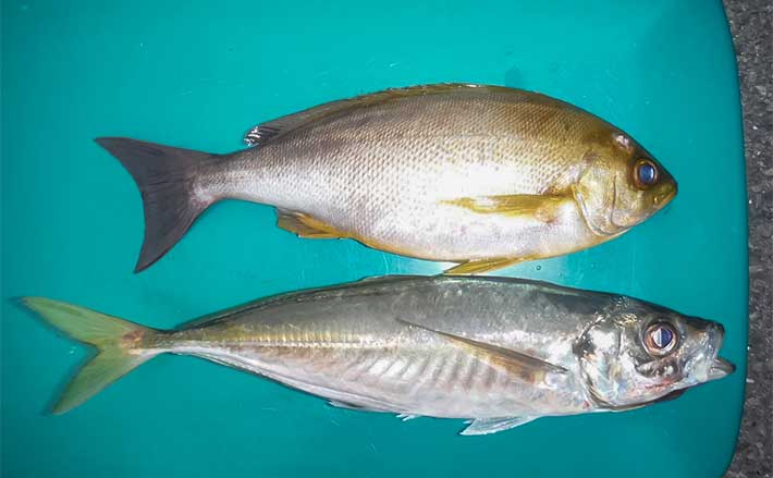 大山沖の乗合船でイサキ8匹＆良型アジを手中【愛知・七福丸】釣果の