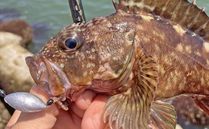 消波ブロック帯の穴釣りでカサゴ40匹＆キジハタ32cm手中【三重・箕田沖】濁り潮で活性上昇