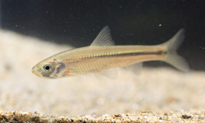 琵琶湖周辺で『ホンモロコ』を釣って食べてみた【滋賀】下処理不要で上品な味わい