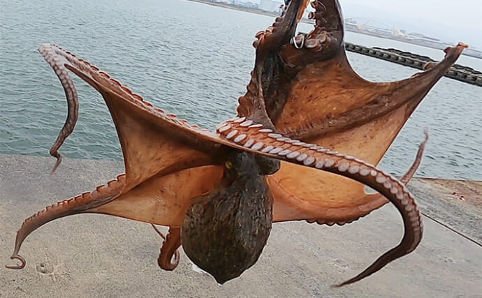 青物不発の『岸和田一文字』で1kg超えマダコ浮上！【大阪】タコエギにヒット