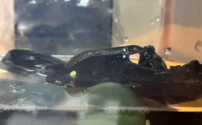 ウーパールーパーみたいなオタマジャクシを持ち帰って飼育したら『カスミサンショウウオ』だった