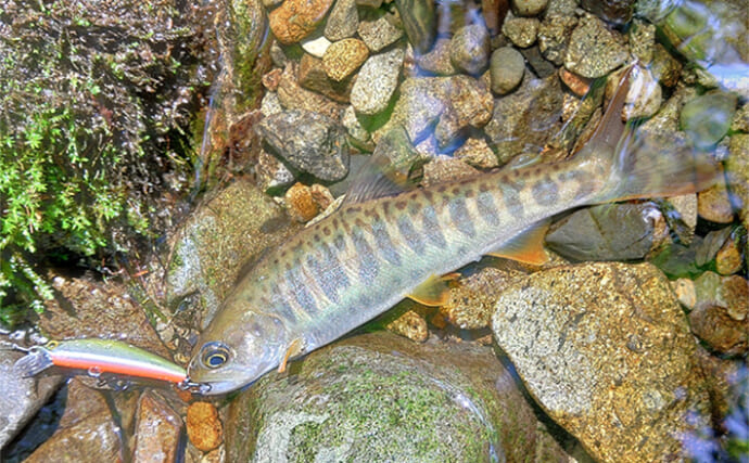 長良川水系の渓流ルアー釣りで28cmイワナを筆頭に34匹手中　ゲストに川サバも登場