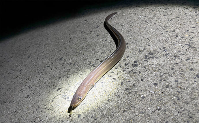 「簡単入門＆美味しい！」堤防アナゴ釣りで真アナゴ4尾手中【熊本・上天草】