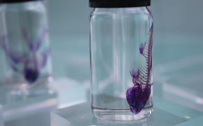「まるで魚のレントゲン？」カラフルな【透明骨格標本】の魅力と作り方を紹介