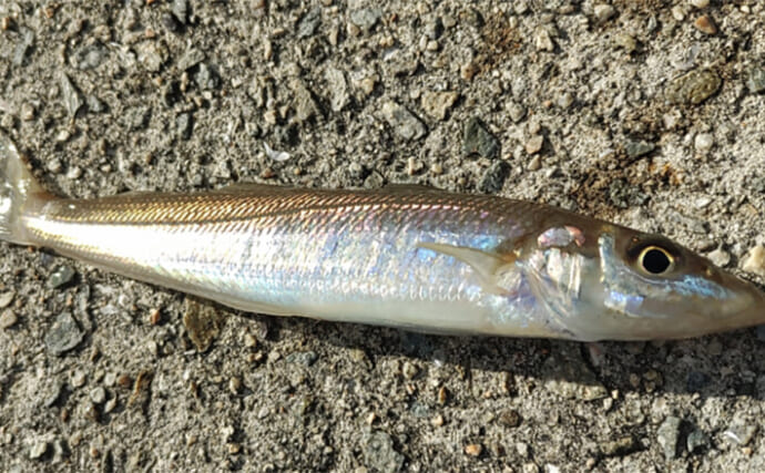 「キス釣りデビューに失敗したくない！」最初の1匹を釣るための7つのコツ