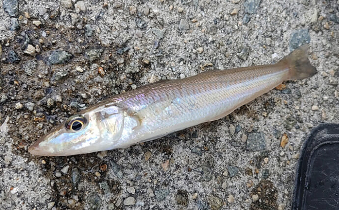 「大きいキスを釣りたい！」キス釣りでサイズアップが狙える実践テクニック７選