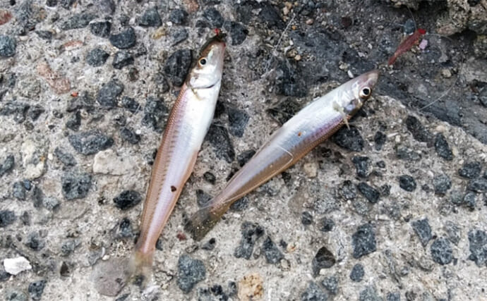 「たった1時間でキスが釣れる？」短時間で釣果を得るための【マル秘キス釣りテクニック】